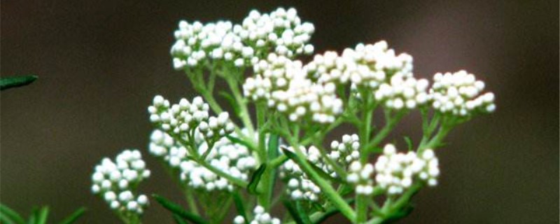 澳洲米花的花语 澳洲米花的花语