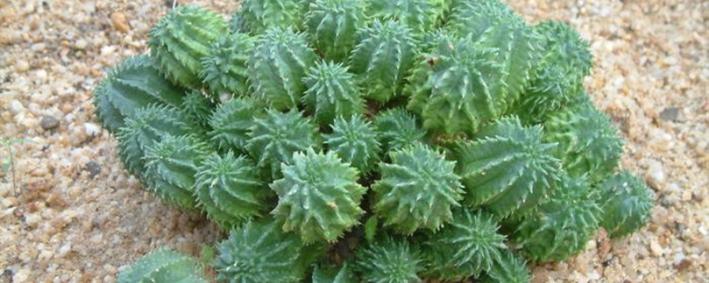 琉璃晃的生长环境