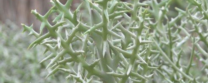 银角珊瑚繁殖方法