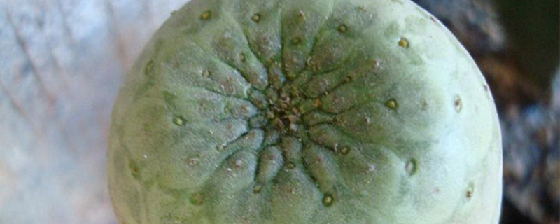 圆锥麒麟怎么过冬