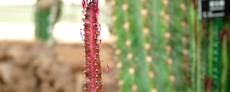 红彩云阁怎么度夏