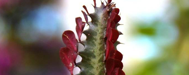 彩云阁繁殖方法