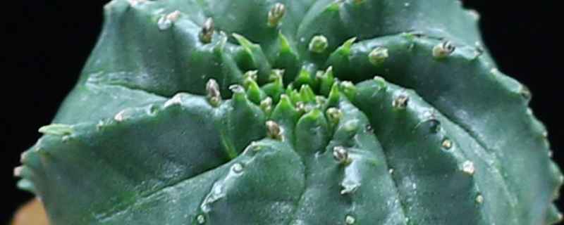 万青玉繁殖方法