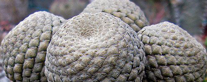 怎么预防鱼鳞大戟烂根