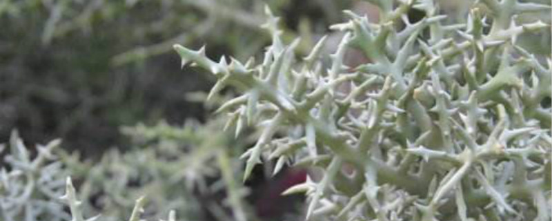 银角珊瑚怎么养 银角珊瑚怎么养