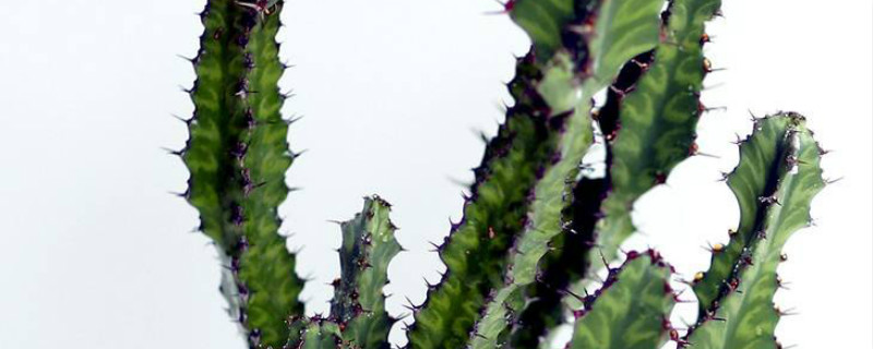 春驹开花怎么办