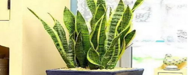 虎尾兰繁殖方法 虎尾兰繁殖方法