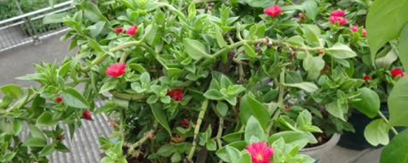 露草浇水方法 露草浇水方法