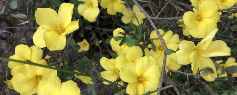 迎春花的产地/特征/花语及简介