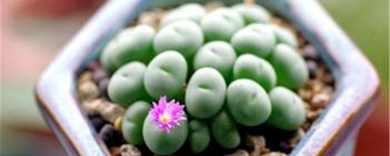 群碧玉浇水方法
