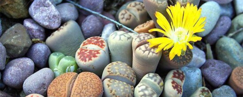 生石花的产地/特征/花语及简介