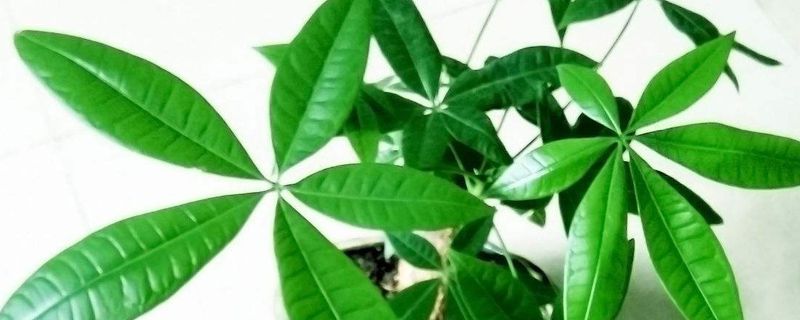 发财树对土的要求 发财树对土的要求