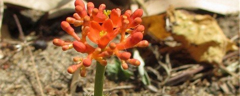 麻疯树春季养护方法 麻疯树春季养护方法
