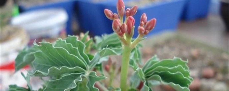 锦珊瑚春季养护方法
