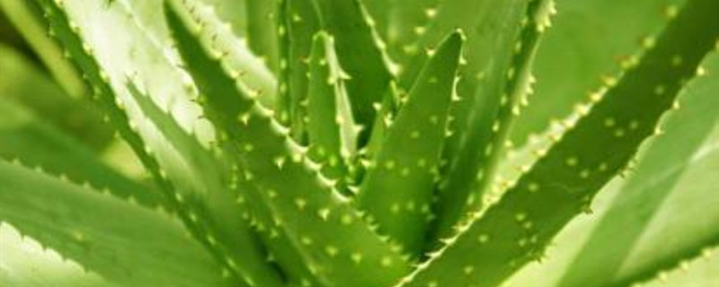 粉绿芦荟怎么过冬 粉绿芦荟怎么过冬