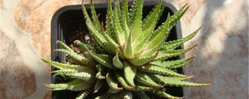 白帝春季养护方法
