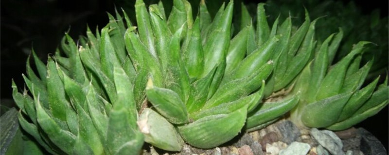 菊绘卷怎么养 菊绘卷怎么养