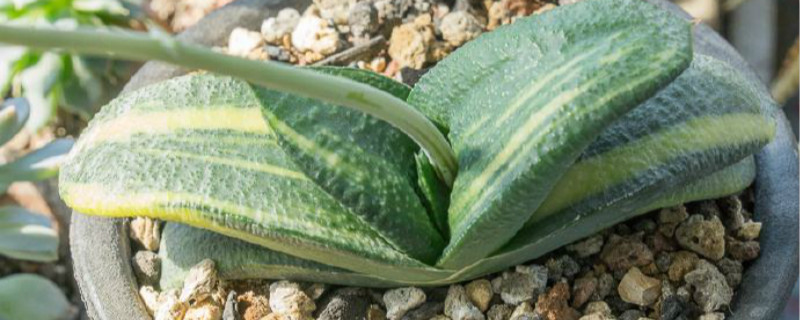 比兰西卧牛锦砍头方法 比兰西卧牛锦砍头方法