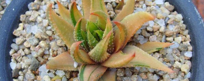 糊斑金城怎么度夏 糊斑金城怎么度夏