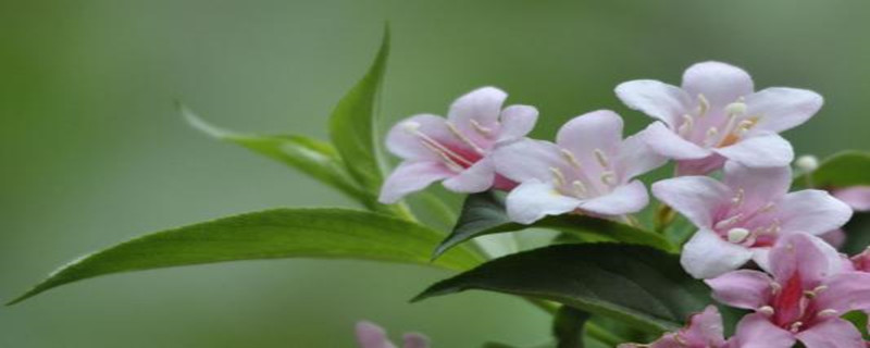 锦带花的光照/土壤/温度/水分/施肥方法