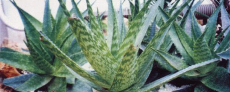 皂芦荟秋季养护
