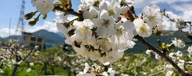 车厘子的花长什么样