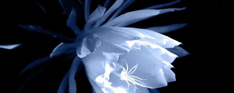 昙花的花语和象征意义
