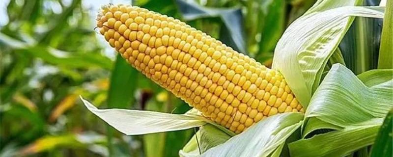 玉米怎么种才能高产 玉米怎么种才能高产