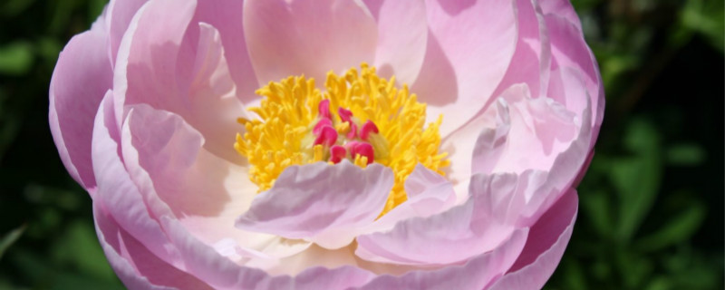 粉芍药花语 粉芍药花语