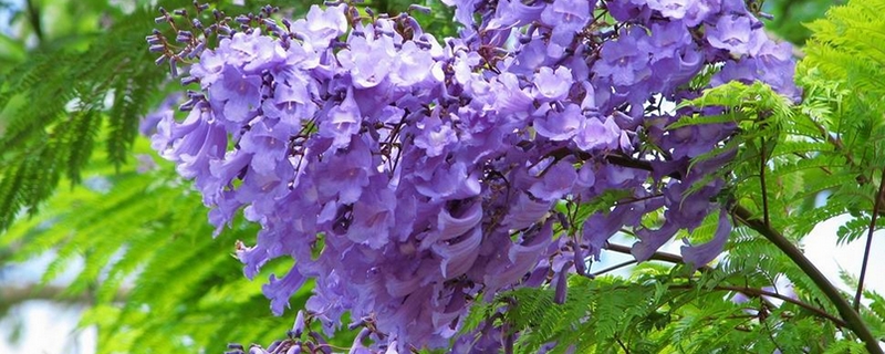 蓝楹花和蓝花楹区别 蓝楹花和蓝花楹区别