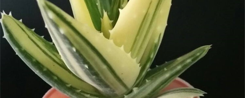 不夜城锦烂根怎么办 不夜城锦烂根怎么办