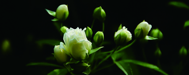 木香花会招蛇吗 木香花会招蛇吗