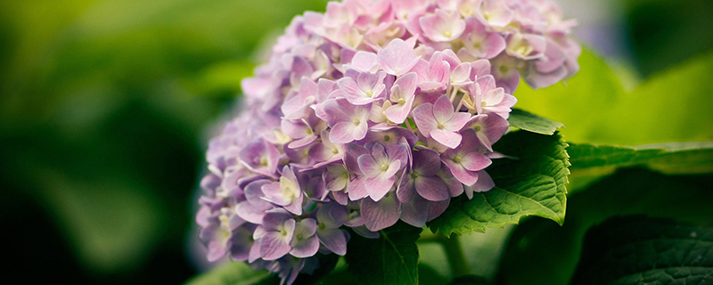 日本紫阳花花语 日本紫阳花花语