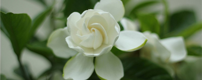 栀子花多久施肥一次 栀子花多久施肥一次