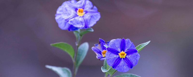 蓝花茄种植方法