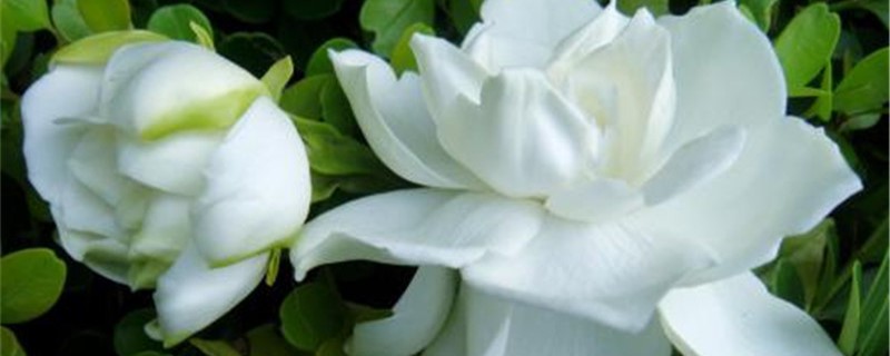 换盆后栀子花黄叶怎么办 换盆后栀子花黄叶怎么办
