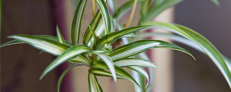哪些植物有匍匐茎