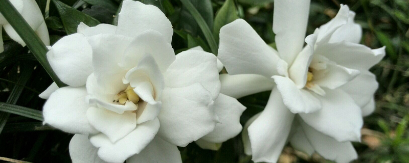 栀子花浇水要浇透吗 栀子花浇水要浇透吗