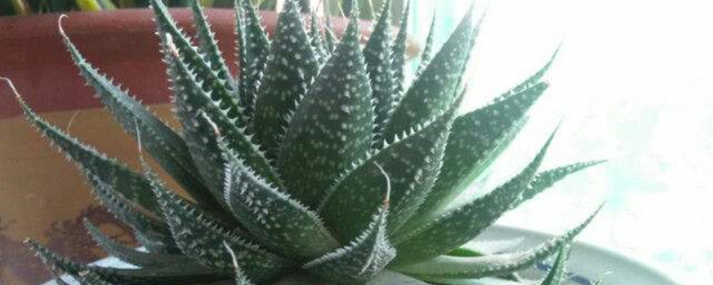 绫锦播种方法 绫锦播种方法