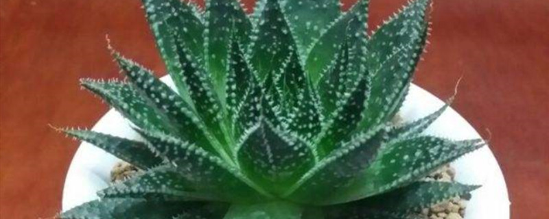 绫锦繁殖方法 绫锦繁殖方法