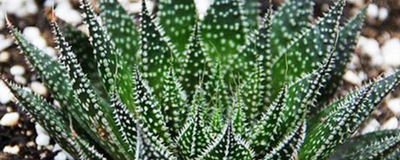 绫锦浇水要浇透吗 绫锦浇水要浇透吗