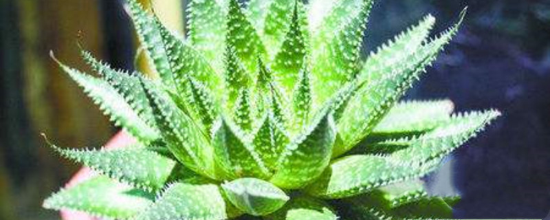 绫锦几天浇一次 绫锦几天浇一次