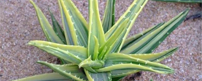 八宏殿开花会死吗