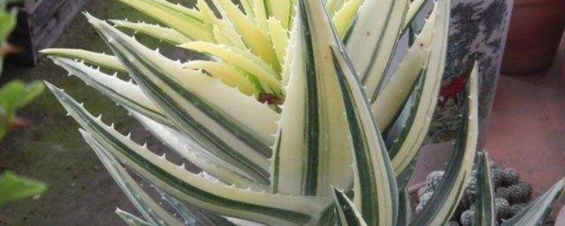 八宏殿怎么过冬