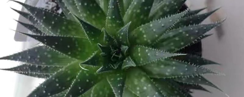 棒花芦荟烂根表现 棒花芦荟烂根表现