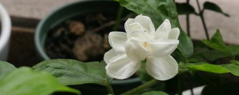茉莉啥季节种植