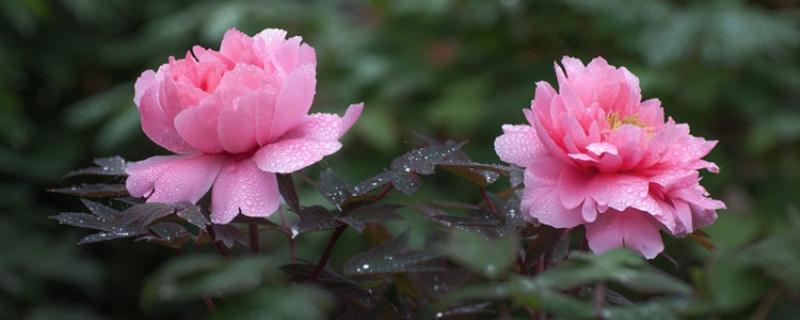 牡丹花在哪个季节开花