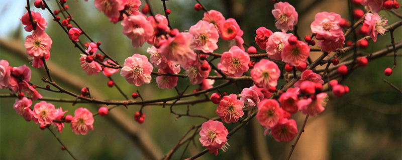 红梅什么季节开花 红梅什么季节开花