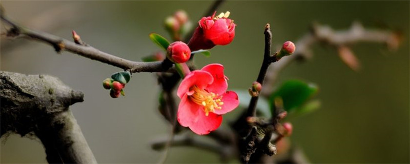 梅花在东北开花季节