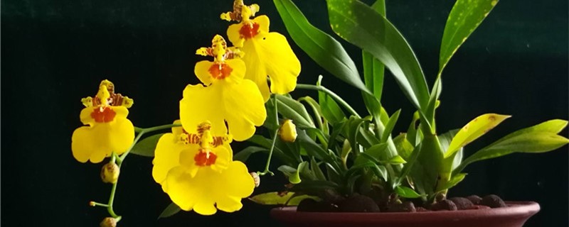 文心兰在哪个季节开花 文心兰在哪个季节开花